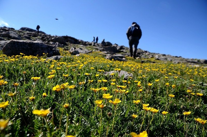 Tundra flowers along the trail up to Mount Evans (24)