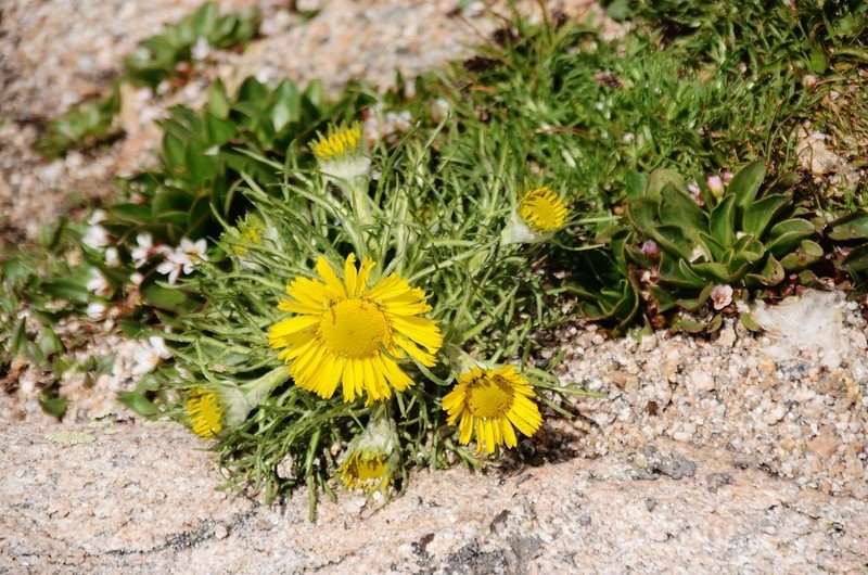 Alpine Sunflower – Old Man of the Mountain (1)