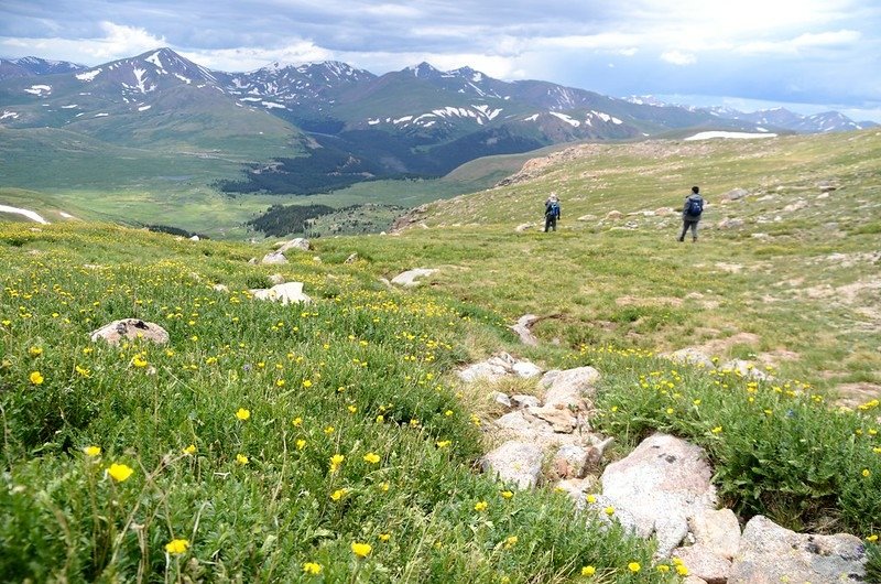 Tundra flowers along the trail up to Mount Evans (31)