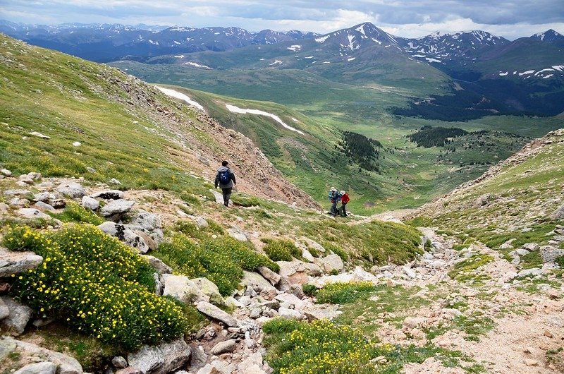 Tundra flowers along the trail up to Mount Evans (34)