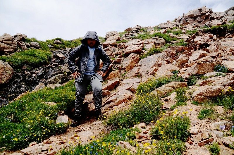 Tundra flowers along the trail up to Mount Evans (39)