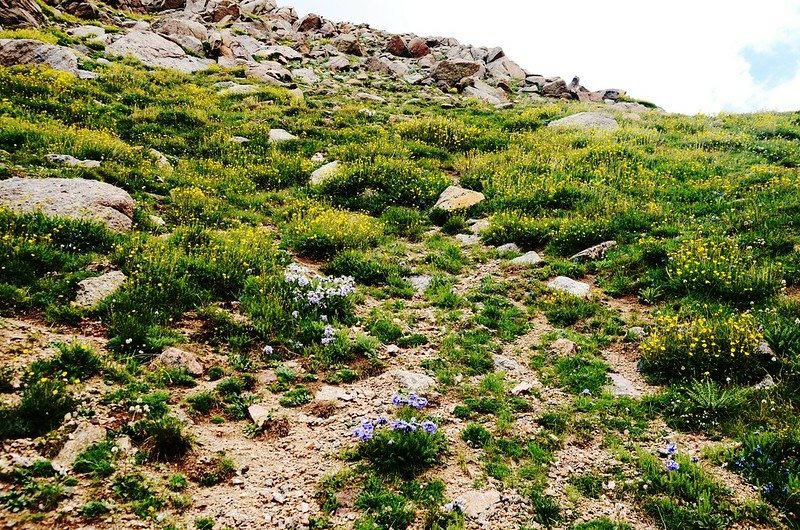 Tundra flowers along the trail up to Mount Evans (42)