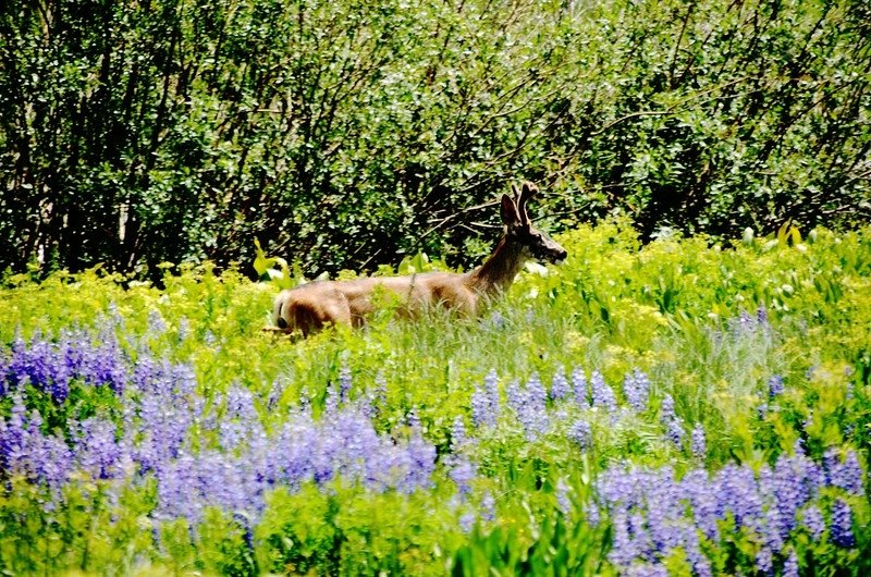 Gothic Road, Crested Butte, Colorado (49)