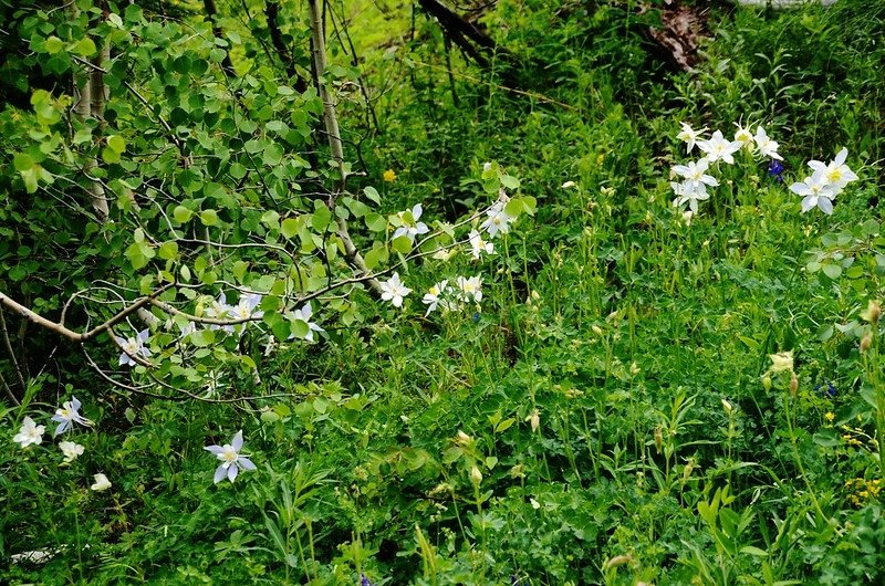 white columbine flower (2)