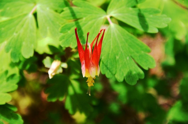 red columbine flower (3)