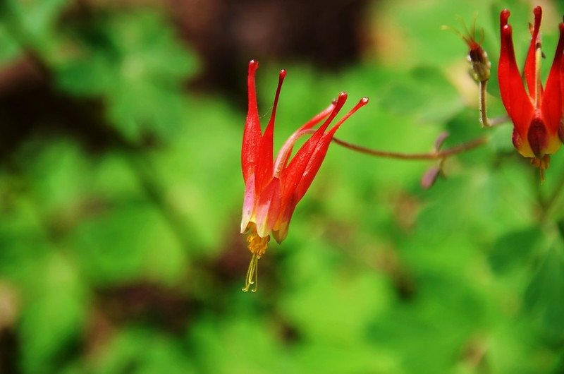 red columbine flower (1)