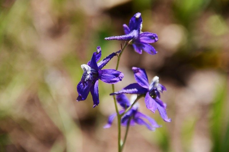 larkspur