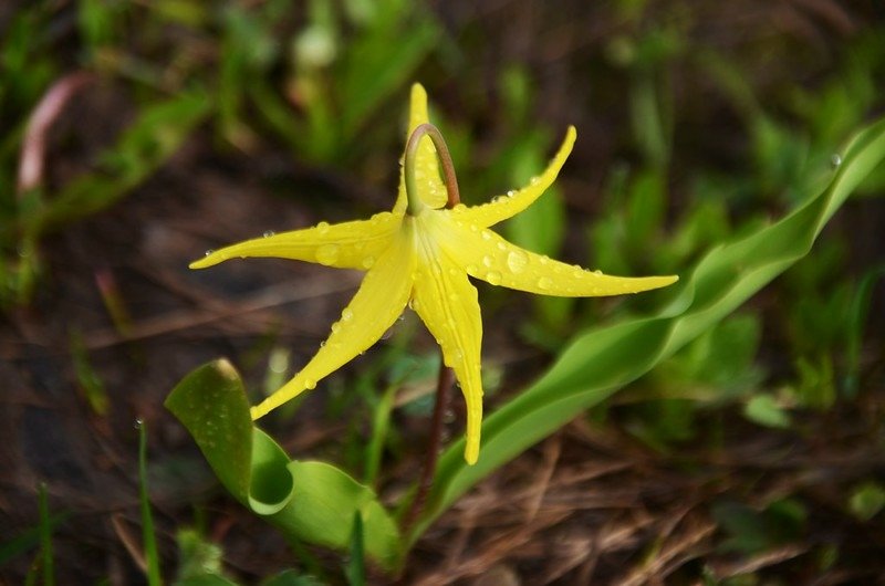 Glacier Lily (1)