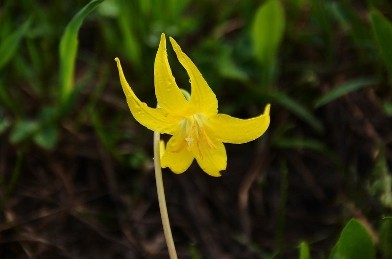 Glacier Lily (5)