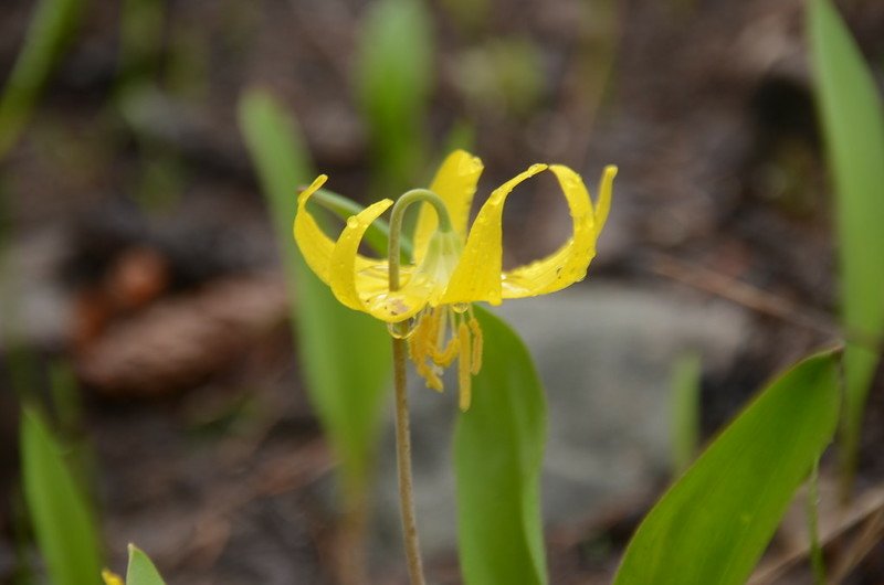 Glacier Lily (7)