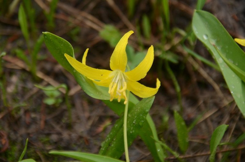 Glacier Lily (10)