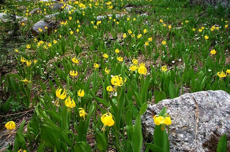 Glacier Lily (1)