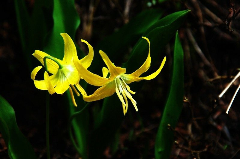 Glacier Lily (6)