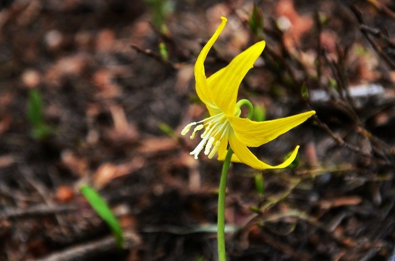 Glacier Lily (9)