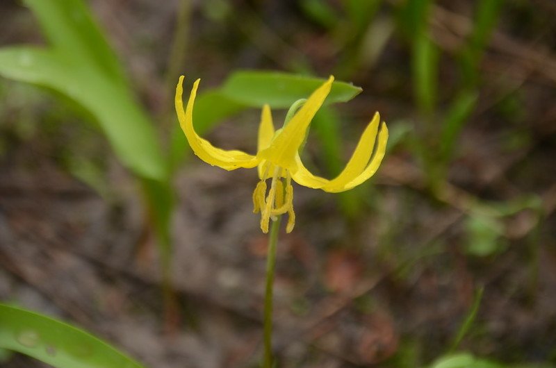 Glacier Lily (9)