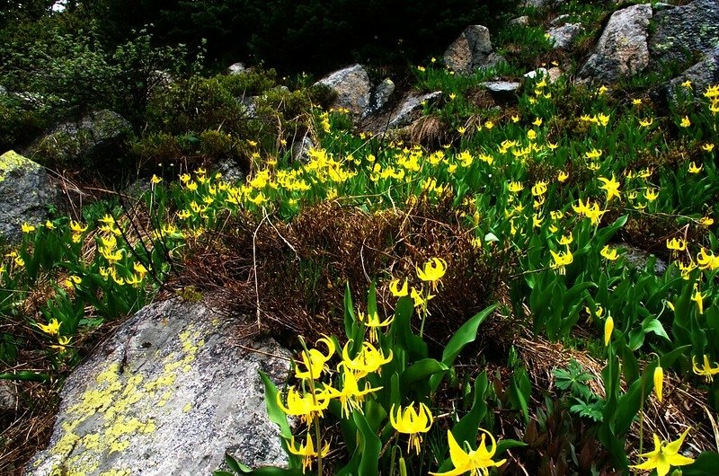 Glacier Lily (7)