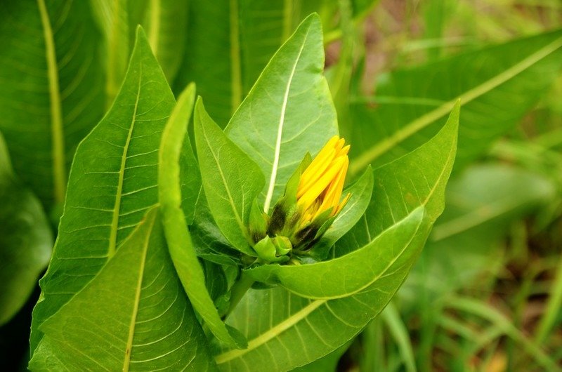 Wyethia(Mule&apos;s Ear) (3)