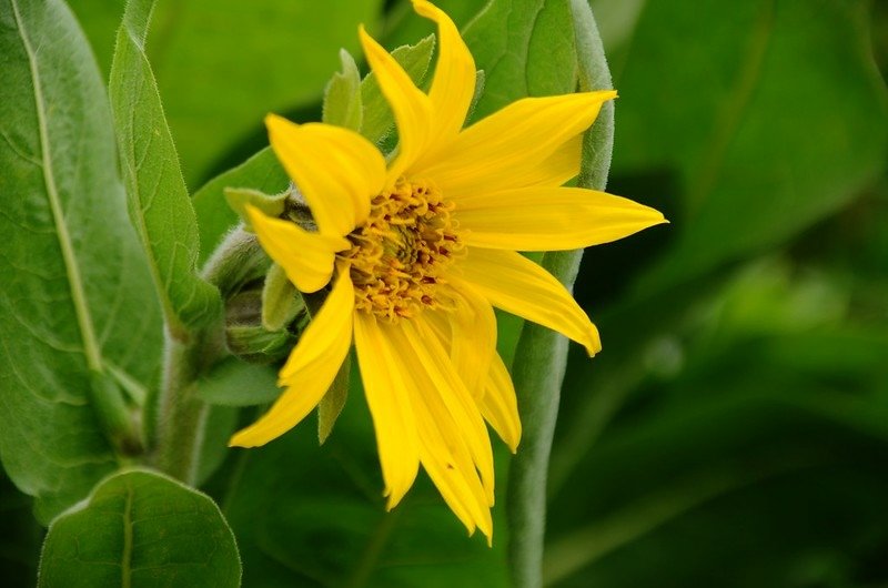 Wyethia(Mule&apos;s Ear) (8)