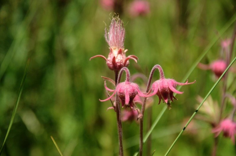 prairie smoke flower (5)