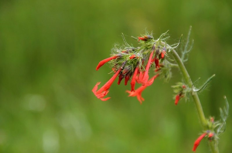 Scarlet Gilia in the Phlox Family, on the East River Trail No. 634  (2)