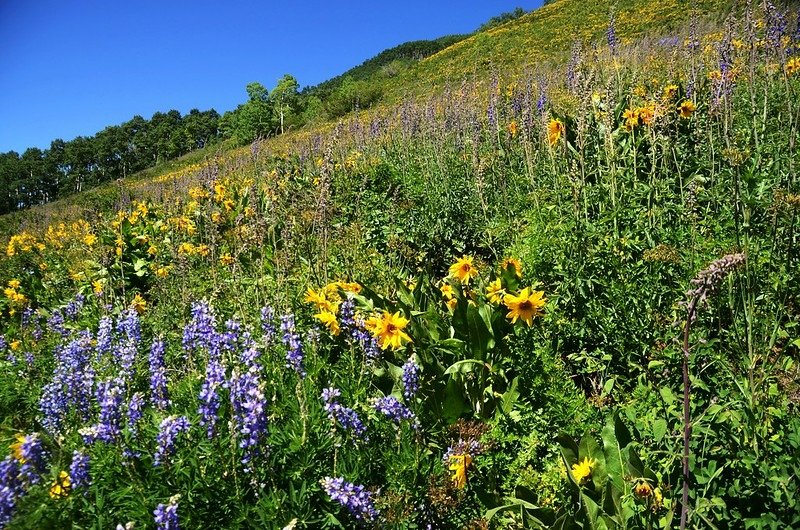 East River Trail, Crested Butte (364)