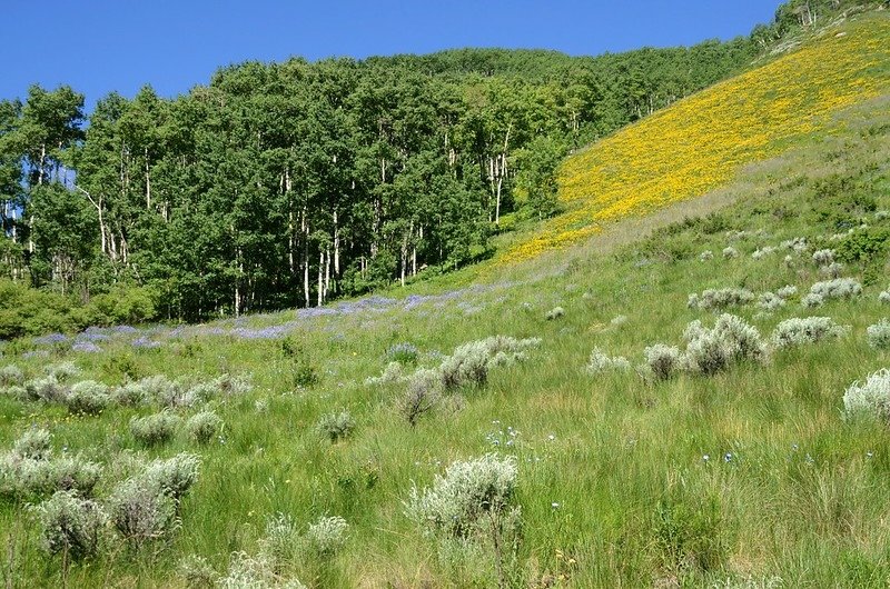 East River Trail, Crested Butte (346)