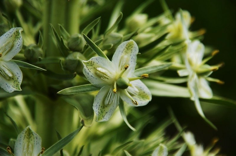 Monument Plant (3)