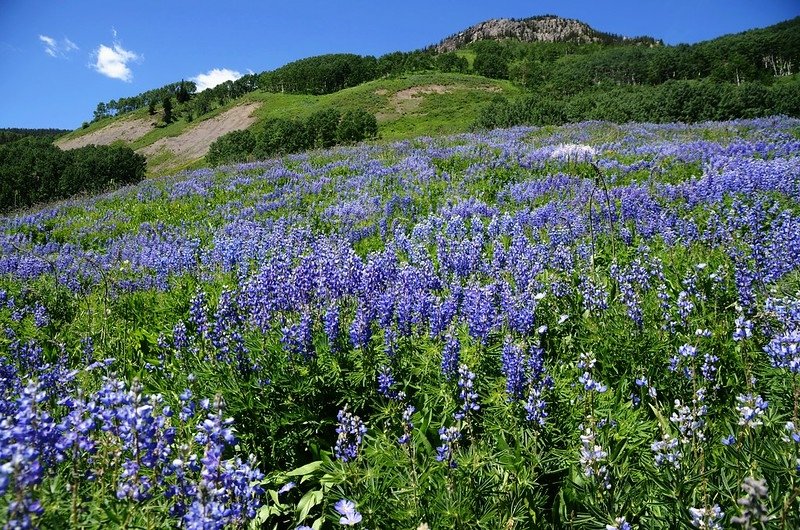 East River Trail, Crested Butte (467)