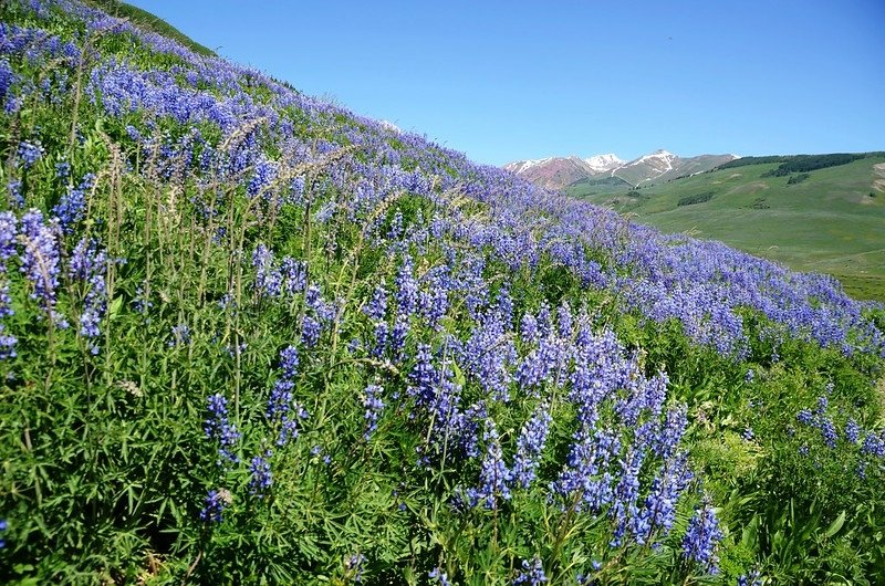 East River Trail, Crested Butte (445)