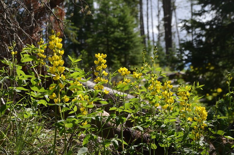 Fraser Experimental Forest trail, Fraser, Colorado (24)
