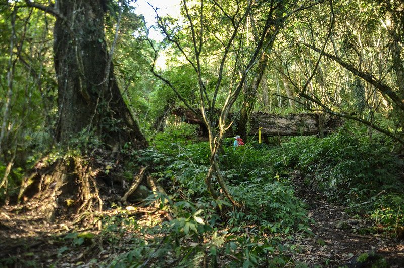 江坡古山登山路徑 1