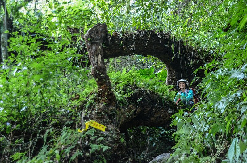 江坡古山登山路徑 2