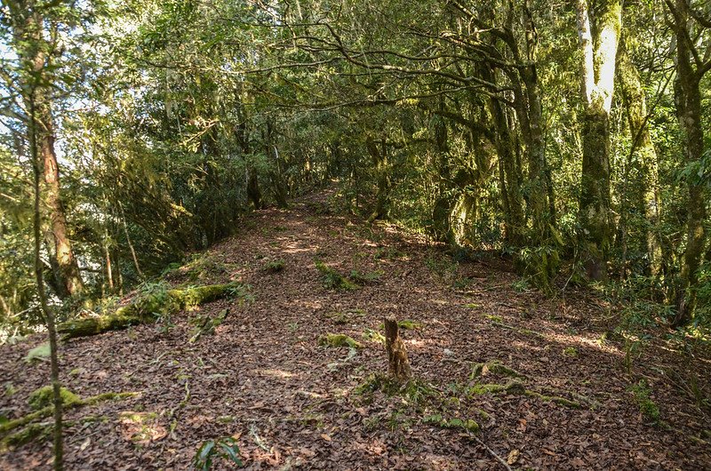 戒茂斯山登山步道 (2)