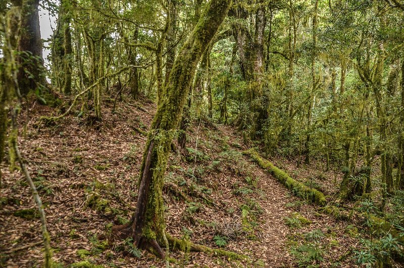 戒茂斯山登山步道 (16)