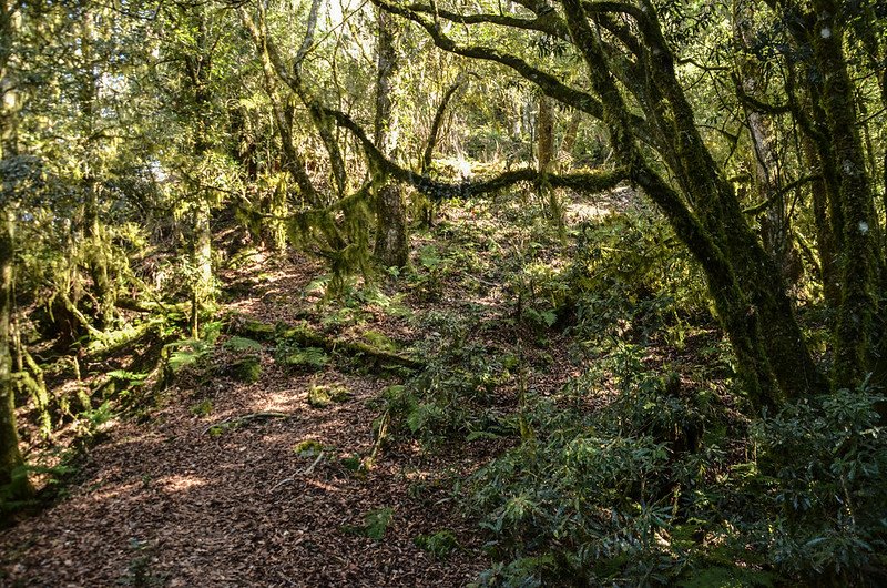 戒茂斯山登山步道 (3)