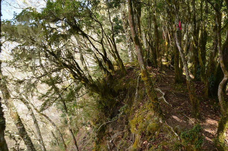 戒茂斯山登山步道 (8)