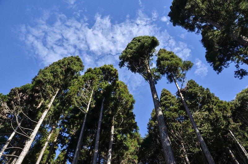 船型山林道 (19)