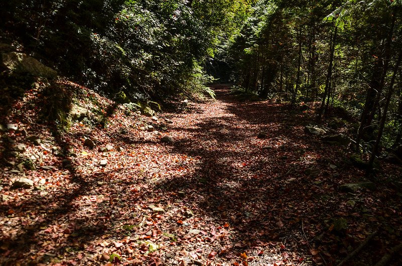 船型山林道 (12)