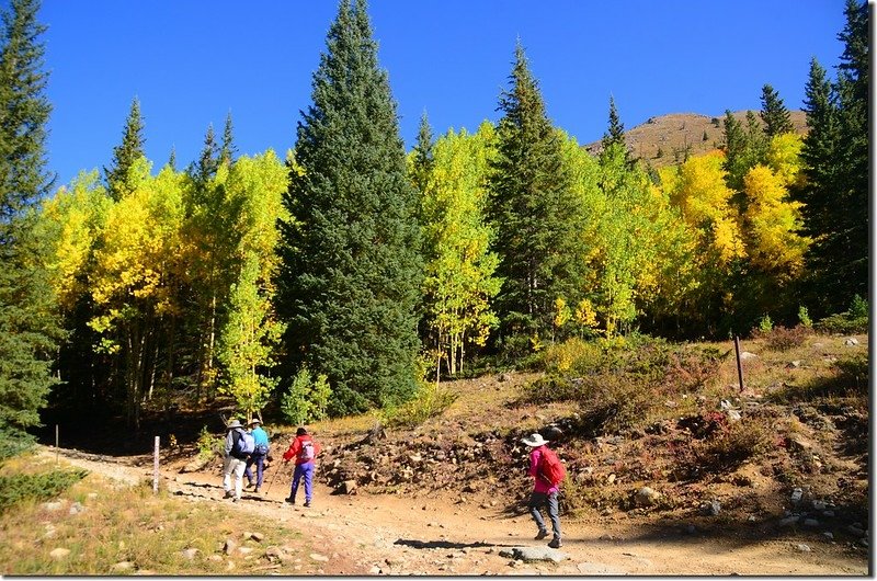 Aspen trees in autumn,  Chihuahua Gulch Trail (2)