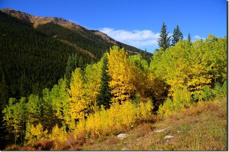 Aspen trees in autumn,  Chihuahua Gulch Trail (5)