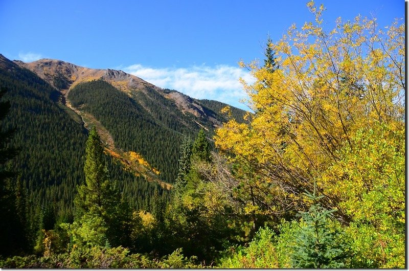 Aspen trees in autumn,  Chihuahua Gulch Trail (7)