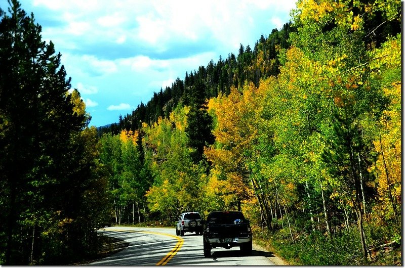 Aspen trees in autumn,  Montezuma Rd, Keystone (16)