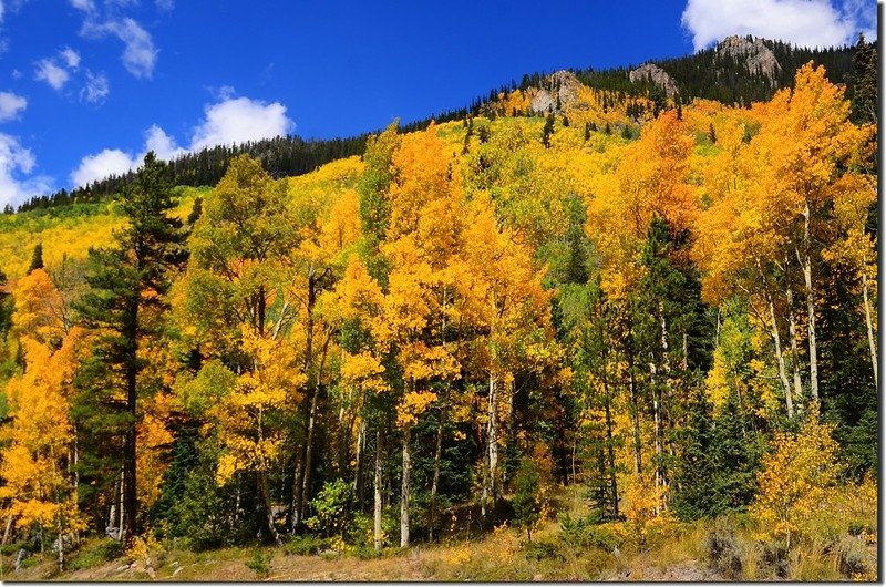 Aspen trees in autumn,  Montezuma Rd, Keystone (4)