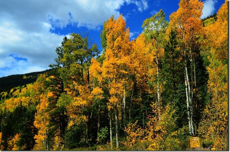 Aspen trees in autumn,  Montezuma Rd, Keystone (12)