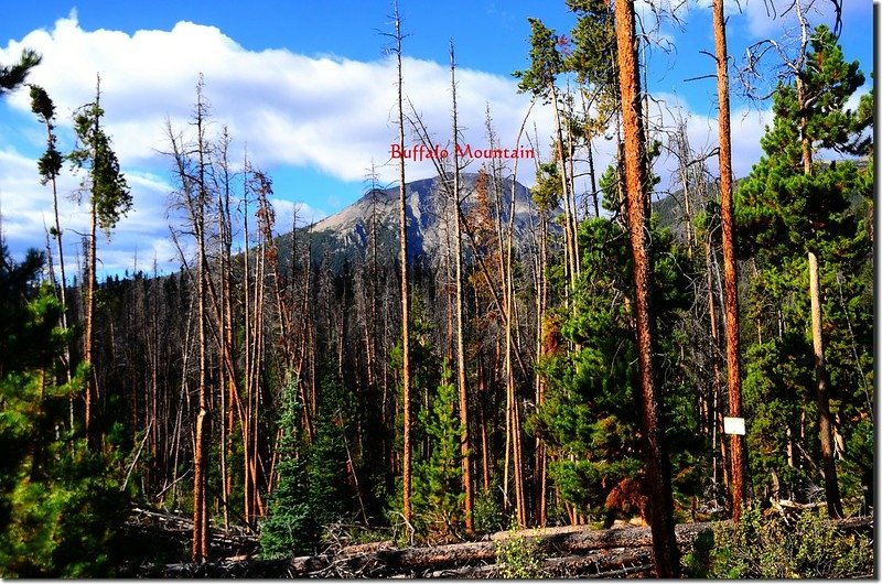 Buffalo Mountain from Willow Lakes Trail 2