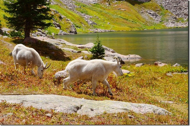 Mountain goat at upper willow Lake (13)