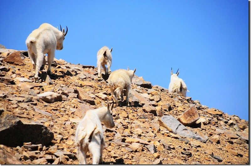 Mountain goats