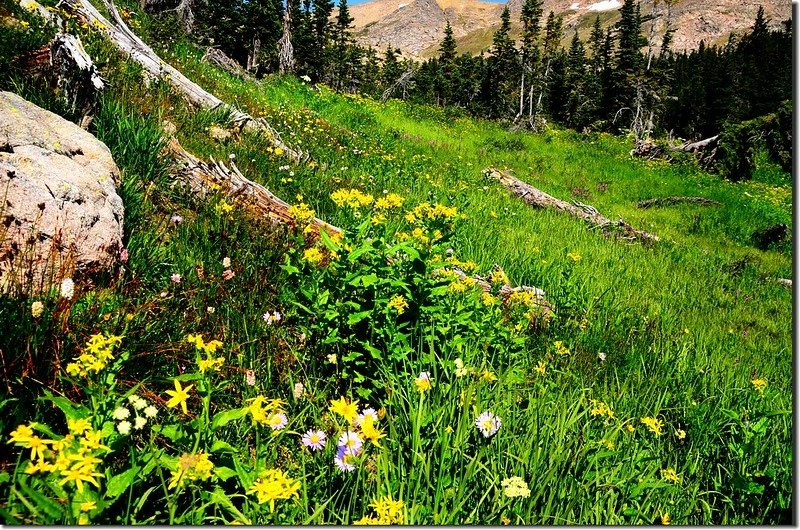 Wildflowers blooming at Clayton Lake outlet (2)