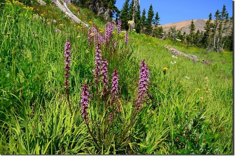 Wildflowers blooming at Clayton Lake outlet (1)