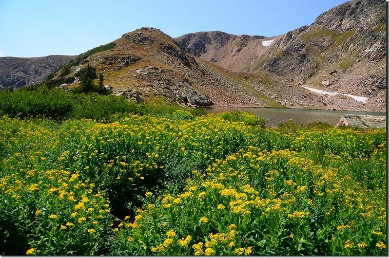 Wildflowers are blooming at North Iceberg Lake outlet (1)